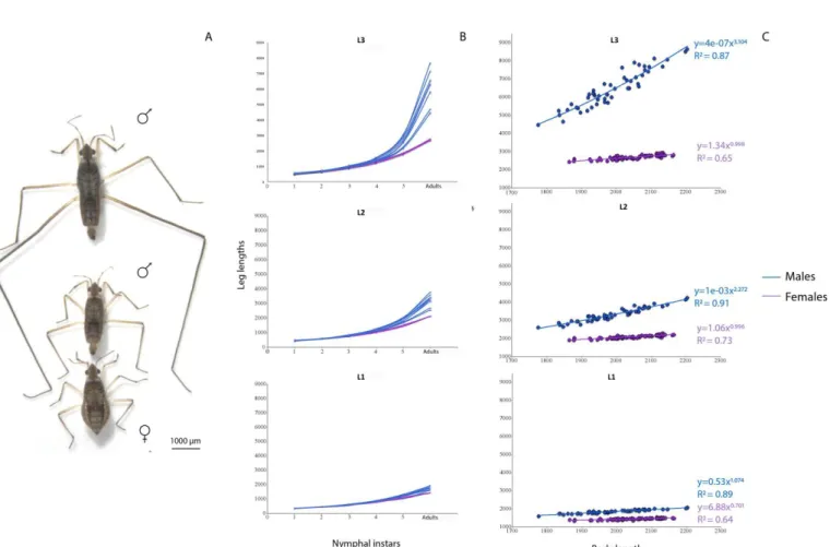 Table 1: Microvelia longipes genome metrics    