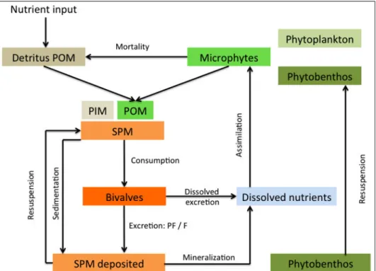 Figure 1-6. Simplified diagram describing the relation between bivalves suspension feeder  and suspended particulate matter (SPM) in a model shellfish culture ecosystem (adapted 