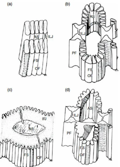 Figure 1-7. Transverse sections through the demibranchs of the principal gill types in  different groups of bivalve