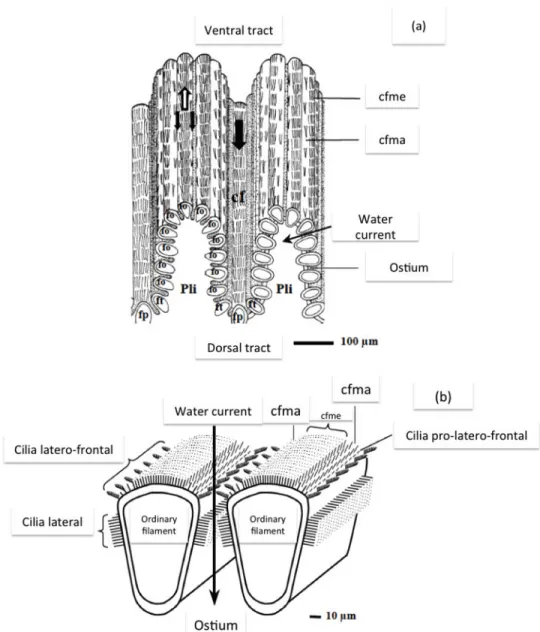 Figure 1-8. (a) Scheme of two plicated gills in oyster C. gigas and C. 
