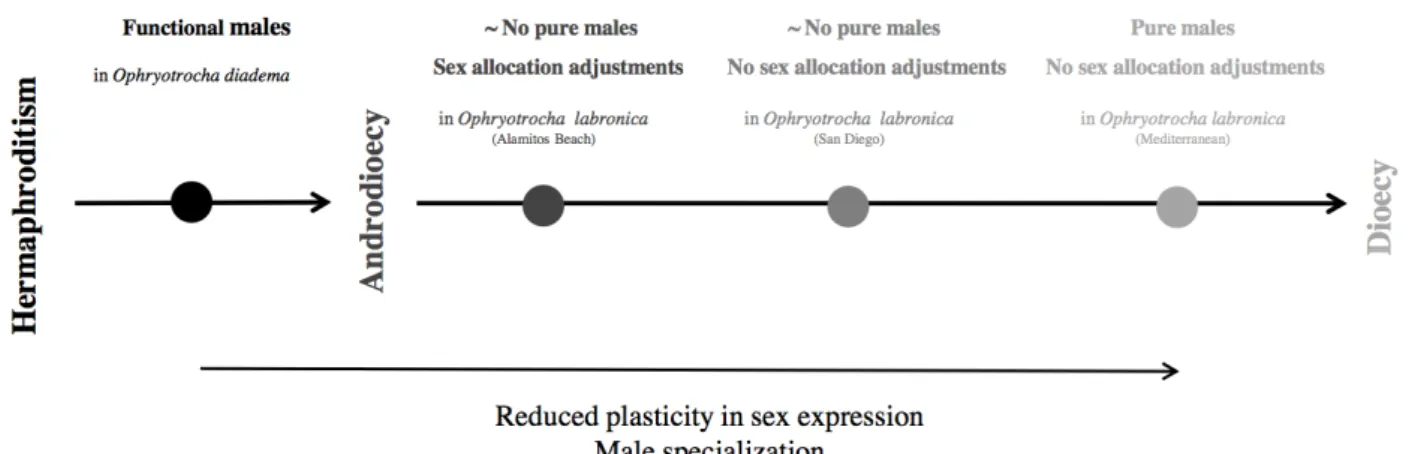 Figure 3: Scheme of the hypothetical transition from hermaphroditism to gonochorism in Ophryotrocha worms