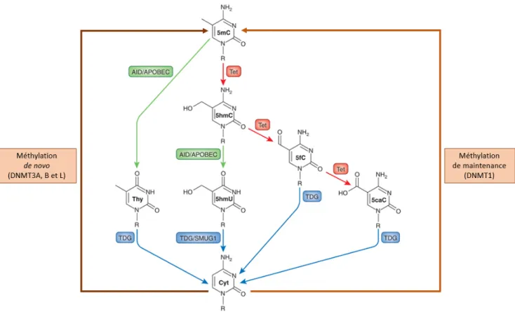 Figure 5 – Mécanismes de la méthylation (marron) et de déméthylation active dont les oxydations (rouge), les désaminations (vert) et les remplacements par l’enzyme TDG (bleu)