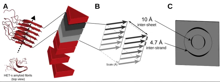 Figure 0-1: Structural features of amyloid fibrils. (A) General morphology and monomer stacking of an amyloid  fibril with HET-s fibrils (55) here used as an illustration with a singular two-layer β-solenoid amyloid fold; (B)  representation of the so-call