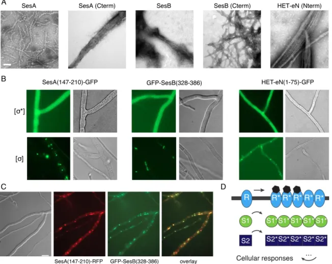 Figure 2-2: In vitro sigma segments spontaneously form fibrils while they can aggregate when expressed in  Podospora anserina