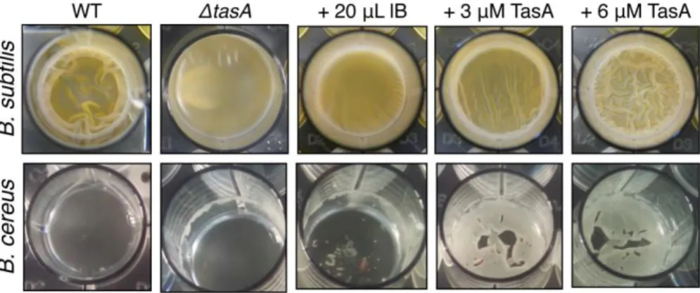 Figure 3-2: TasA expressed in E. coli retains functionality. TasA purified from E. coli rescues the phenotype of 