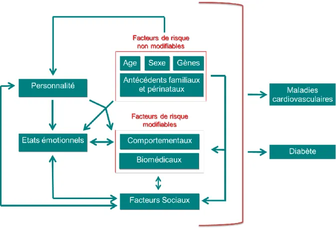 Figure 1. Modélisation des relations entre les facteurs de risque cardio-métabolique évoqués  dans la thèse 