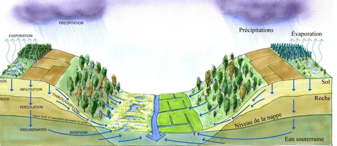 Figure i-1: De l’eau de pluie à l’eau de rivière: illustration des principaux processus d’écoulement de  l’eau dans un bassin versant [Modifié d’après : https://europe.wetlands.org/] 