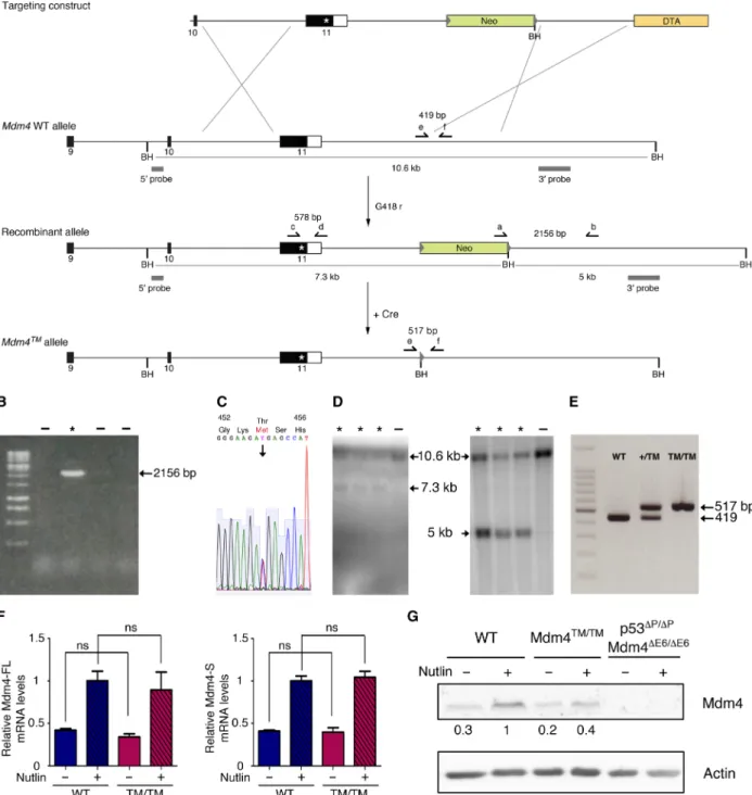 Fig. 2. Generation of a mouse model with a targeted Mdm4 T454M  mutation. (A) Targeting strategy