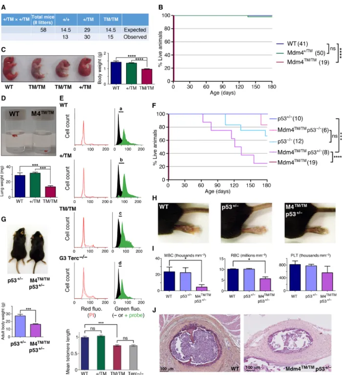 Fig. 4. Mdm4 TM/TM  mice die perinatally but can be rescued by p53 loss or haploinsufficiency