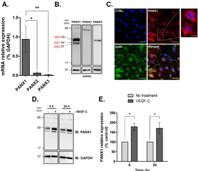 Figure 1. Pannexin isoforms expression in human dermal lymphatic endothelial cells (HDLECs)