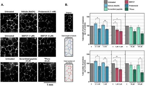 Figure 2. Inhibition of capillary-like formation in HDLECs by pharmacological inhibitors of Pannexin- Pannexin-1