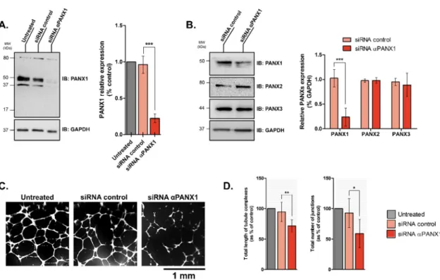 Figure 3. Silencing Pannexin-1 expression affects capillary-like formation by HDLECs. (A)  Representative immunoblots of HDLECs extracts prepared 48 h after transfection with either the  control or the PANX1-specific siRNAs