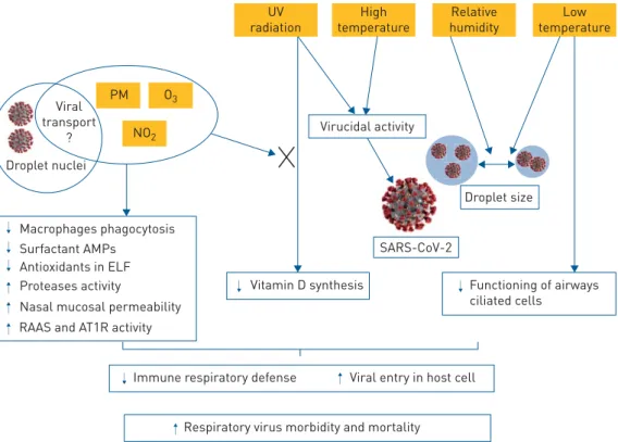 FIGURE 2 Air pollutants/virus interaction according to atmospheric conditions. Relative humidity plays a role in the desiccation or hydration of viral droplet and, thus, influences the size of the droplet and the persistence of respiratory viruses in the a