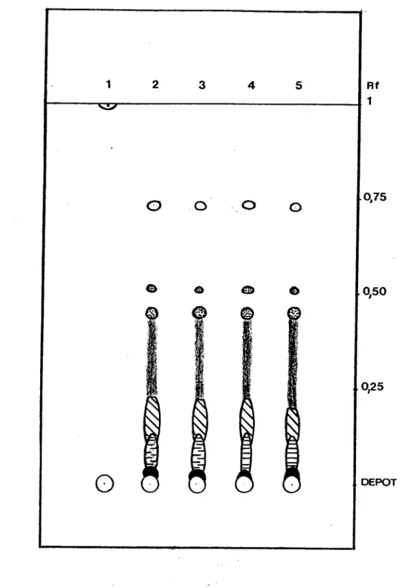 FIG.  4  :  CHROMATOGRÀMME SUR  COUCHE MINCE  DES  SUBSTÀNCES