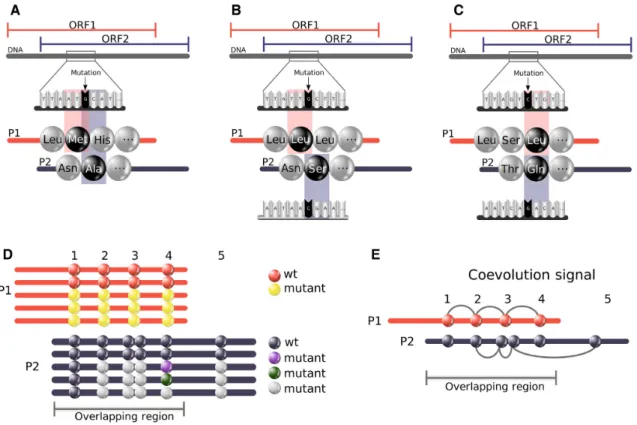 Figure 1. Complexity of coevolution patterns in an overlapping region. A mutation of the DNA / RNA sequence might imply two changes at the amino acid level of the two corresponding overlapping proteins (P1 and P2): (A) P1 and P2 lie on the same strand; (B)