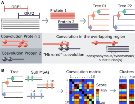 Figure 2. COVTree workflow. (A) BIS2TreeAnalyzer coevolution analysis: BIS2 is reiterated on all subsets of amino acid sequences corresponding to subtrees of at least 20 sequences of the initial phylogenetic tree