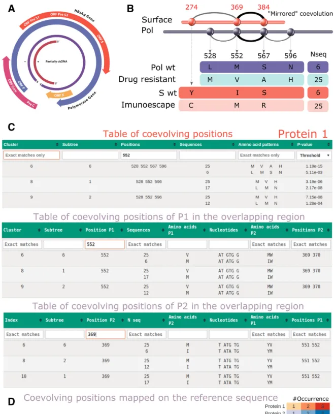 Figure 4. COVTree analysis of HBV proteins Pol and S. (A) Structure of the HBV genome