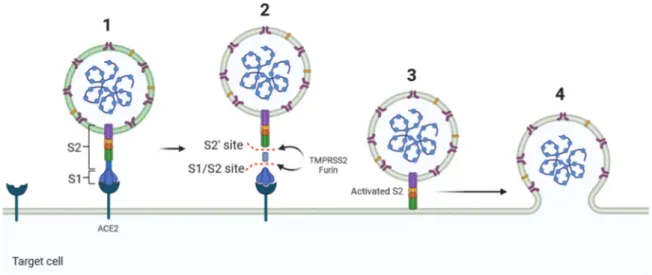 Figure 1. Schematic domain representation of the Spike glycoprotein. The diagram includes the functional domains in the S1 subunit (NTD, N-terminal domain; RBD, receptor-binding domain; RBM, receptor-binding; SD1/2: subdomain 1 and 2) and in the S2 subunit