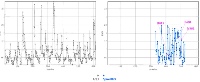 Figure 4. Fluctuation plot obtained for the Spike RBD–ACE2 complex. The residue fluctuation  profile (RMSF in Å) as computed with CABS-Flex is shown (ACE2, in grey and the Spike domain,  in blue)