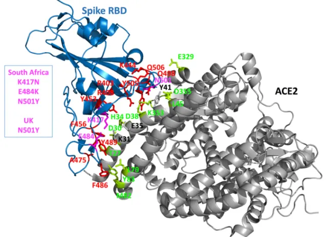 Figure 5. Mapping key amino acids at the Spike–ACE2 interface. The crystal structure of the Spike  RBD and part of the ACE2 receptor interacting with the Spike is shown as cartoon diagram (PDB  entry 6M0J)