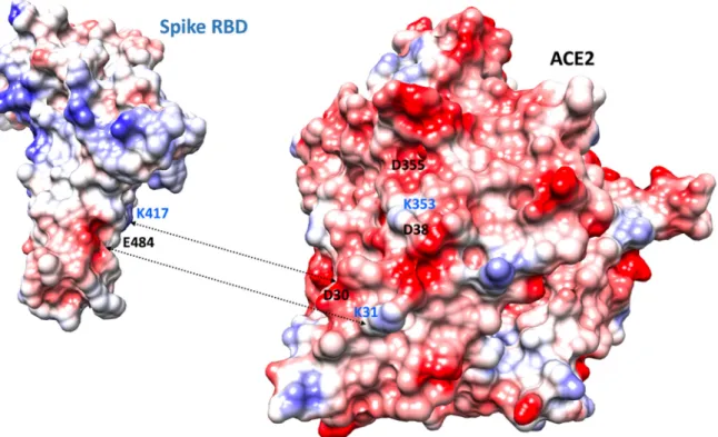 Figure 6. Molecular surface of the Spike and ACE2 proteins color-coded according to electrostatic  potentials