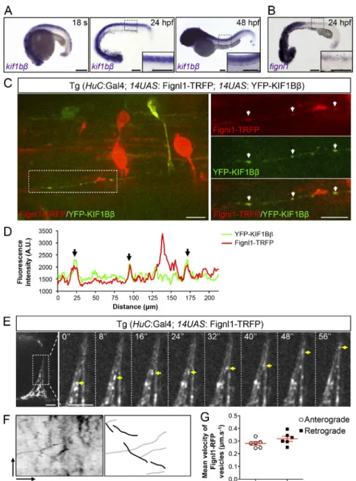 Figure 2. Fignl1 colocalizes with the kinesin motor KIF1Bβ and is actively transported in zebrafish sMN axons