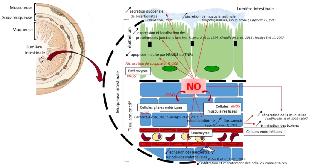 Figure 1 Rôles protecteurs de l’oxyde nitrique dans les conditions physiologiques : le maintien de l’intégrité de la barrière intestinale (Wallace and  Miller, 2000, Heanue and Pachnis, 2007) 