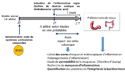 Figure 3 : Schéma expérimental des expériences qui pourront être menées in vivo. 