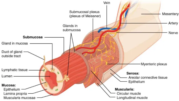Figure 2 Anatomy of intestine 