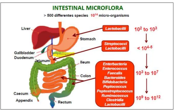 Figure 4 Spatial and longitudinal variations in microbial numbers and composition across the  length of the gastrointestinal tract (Konturek et al., 2015)