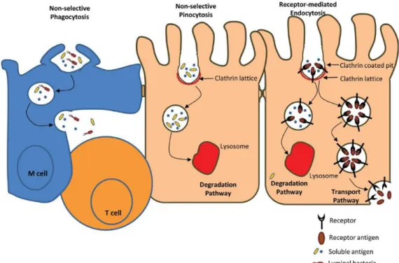 Figure  12 Transcellular  pathway:  non-selective  phagocytosis,  non-selective  pinocytosis  and  receptor-mediated endocytosis (Salim and Soderholm, 2011) 