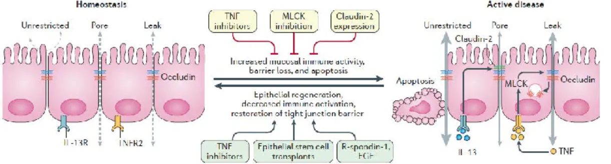 Figure  13.  Three  distinct  paracellular  epithelial  permeability  pathways  in  homeostasis  and  active  disease  state  (Odenwald  and Turner,  2017)