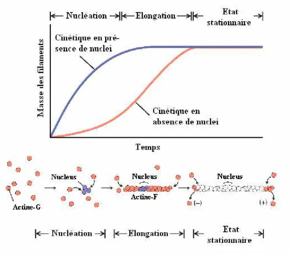 Figure 3 : Schéma théorique de la polymérisation de l’actine  en présence et en absence de  nuclei 