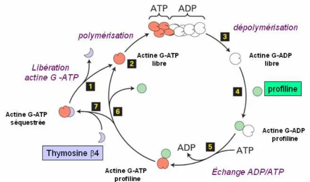 Figure 5 : Régulation de la polymérisation de l’actine par des protéines effectrices. 