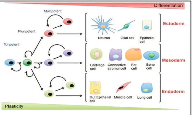 Fig. 1. Differentiation potential and classes of stem cells . ( Retrieved from   http://www.fastbleep.com/biology- notes/32/158/852 