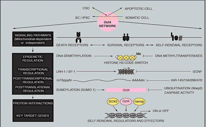 Fig. 12. Potential targets of the Oct4 network by anticancer drugs. (Sharif Tanveer 2011)