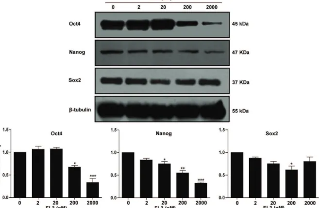 Fig. 4. Concentration-dependent effects of FL3 on the expression levels of the main stemness factors in NT2/D1 cells