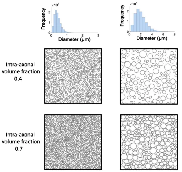 Fig. 2. Examples of the synthetic tissue used for our Monte Carlo simulations. From two given exemplar Gamma distributions of axon diameter (ﬁrst row) four exemplar digital substrates are generated by packing straight non-overlapping cylinders up to two di