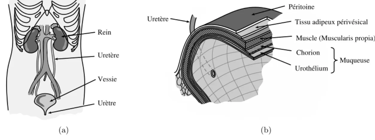 Fig. 1.2 – (a) Schéma montrant les composants principaux du système urinaire. (b) Représen- Représen-tation des couches constituantes de la paroi de la vessie.