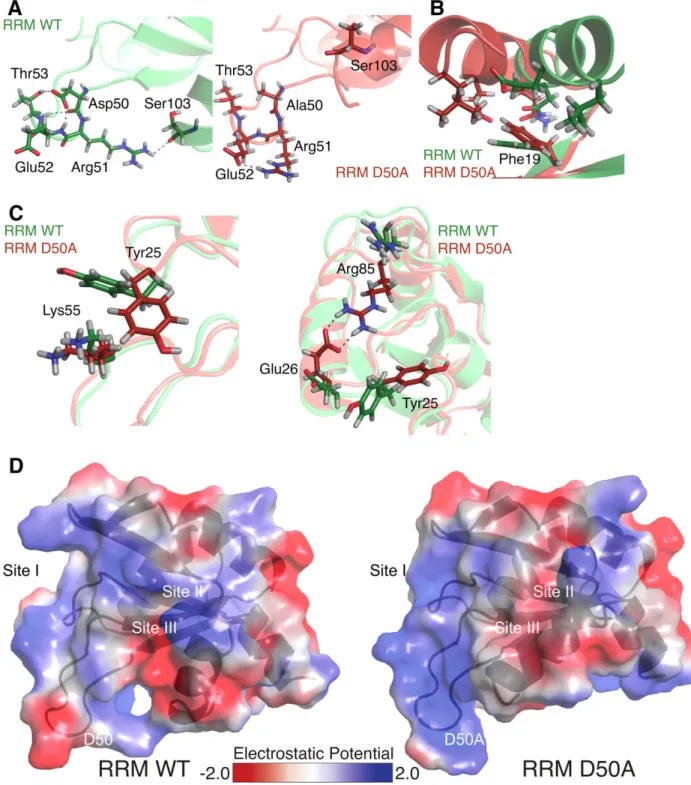 Figure 4. The altered side chain interactions of CSTF2 D50A lead to different local electrostatic surface potentials