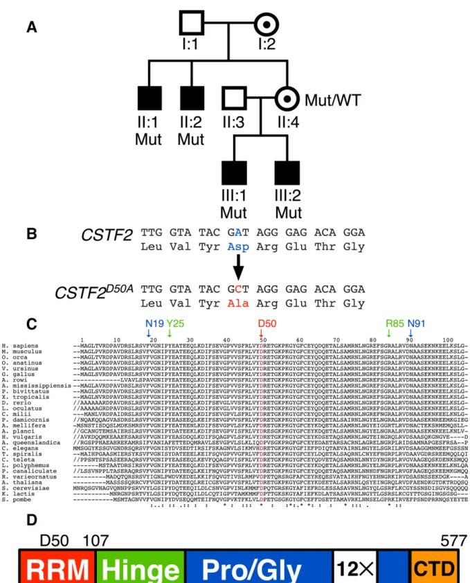 Figure 1. Family P167 carries a mutation in the X-linked CSTF2 gene that affects intelligence in males