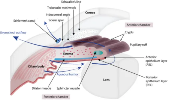 Figure 2. Anatomy of the iris, ciliary body, and aqueous humor pathway. The iris is organized into  four layers (from the visible surface layer to the posterior region next to the lens): anterior border  layer, stroma, and sphincter muscle, the lightly pig