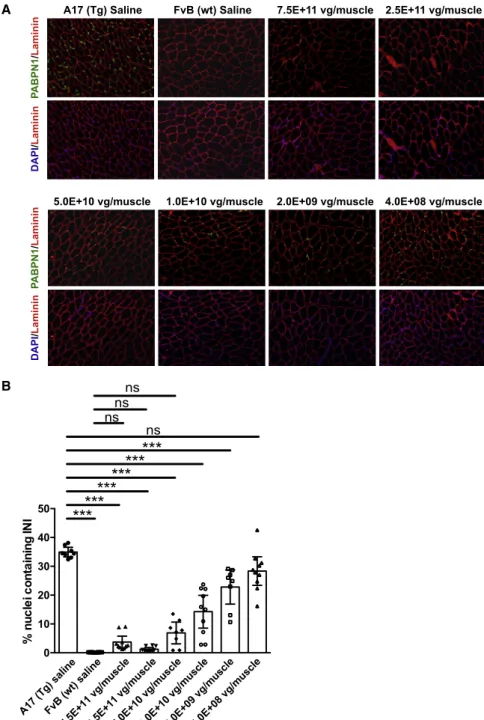Figure 4. BB-301 administration reduces INI in TA muscles of A17 mice