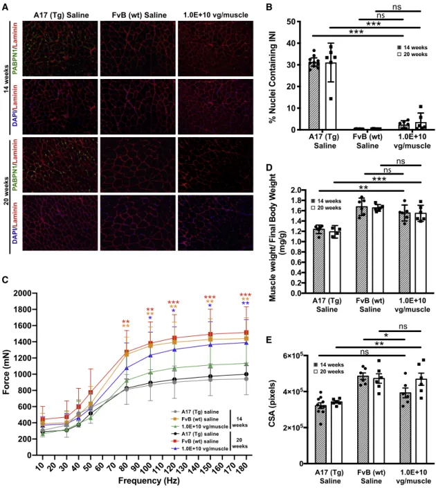 Figure 5. Longer treatment with BB-301 is more effective in A17 mice