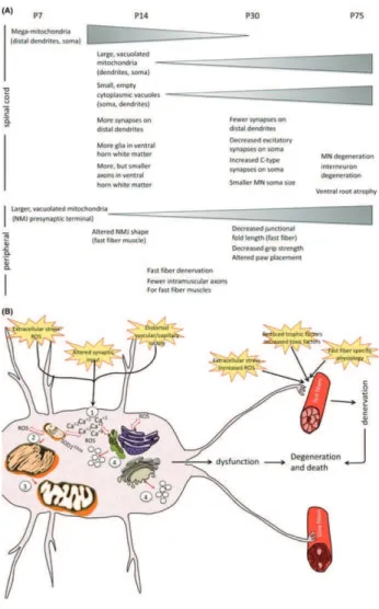 Figure 3.2. Timeline of physiopathological changes in the SOD1G93A ALS mouse model (from Vinsant et  al.,  2013)