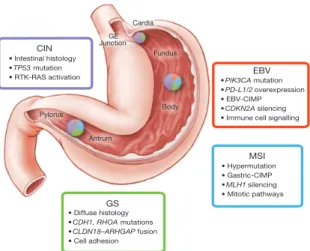 Figure 5 | Integrated molecular description of gastric cancer. a, Mutations, copy-number changes and translocations for select genes are shown across samples organized by molecular subtypes