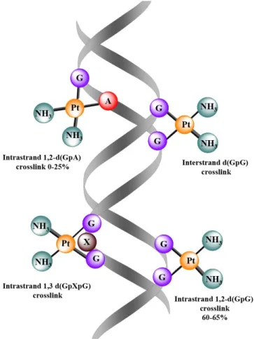 Figure 2. DNA adduct formation with cisplatin leaving two amino groups coordinated on the platinum atom  