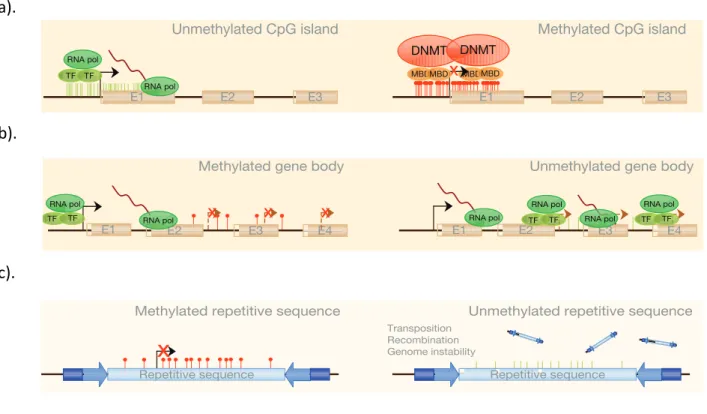 Figure 1  DNA methylation patterns. DNA methylation can occur in different regions of the genome