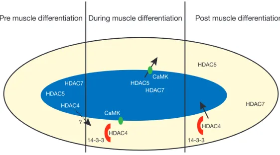 Figure 3 Schematic depiction of the different isoforms of HDAC