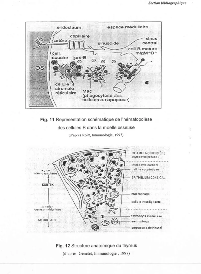 Fig. 11 Représentation  schématique  de I'hématopoïèse des cellules  B dans la moelle  osseuse